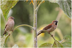 Passer rufocinctus