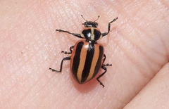 Paranaemia vittigera