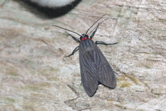 Episcepsis hypoleuca