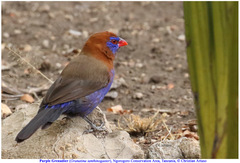 Granatina ianthinogaster