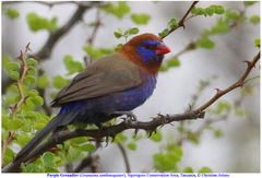 Granatina ianthinogaster