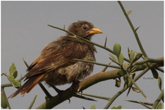 Histurgops ruficauda