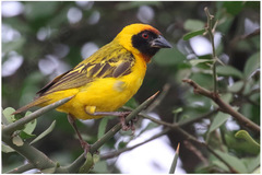Ploceus vitellinus