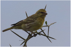 Crithagra dorsostriata