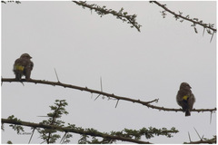 Crithagra reichenowi