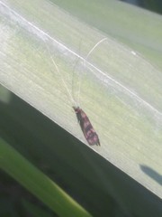 Mystacides longicornis