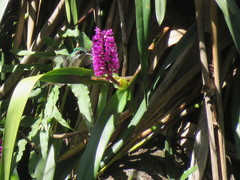 Lampornis viridipallens