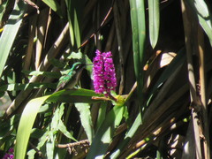 Lampornis viridipallens