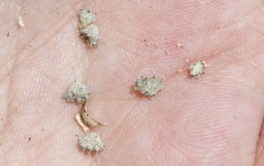 Atriplex fruticulosa