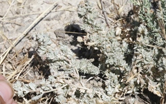 Atriplex fruticulosa