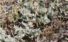 Atriplex fruticulosa