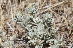 Atriplex fruticulosa