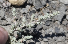 Atriplex minuscula