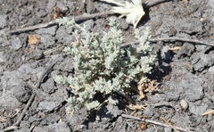 Atriplex minuscula