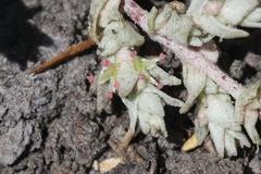 Atriplex minuscula