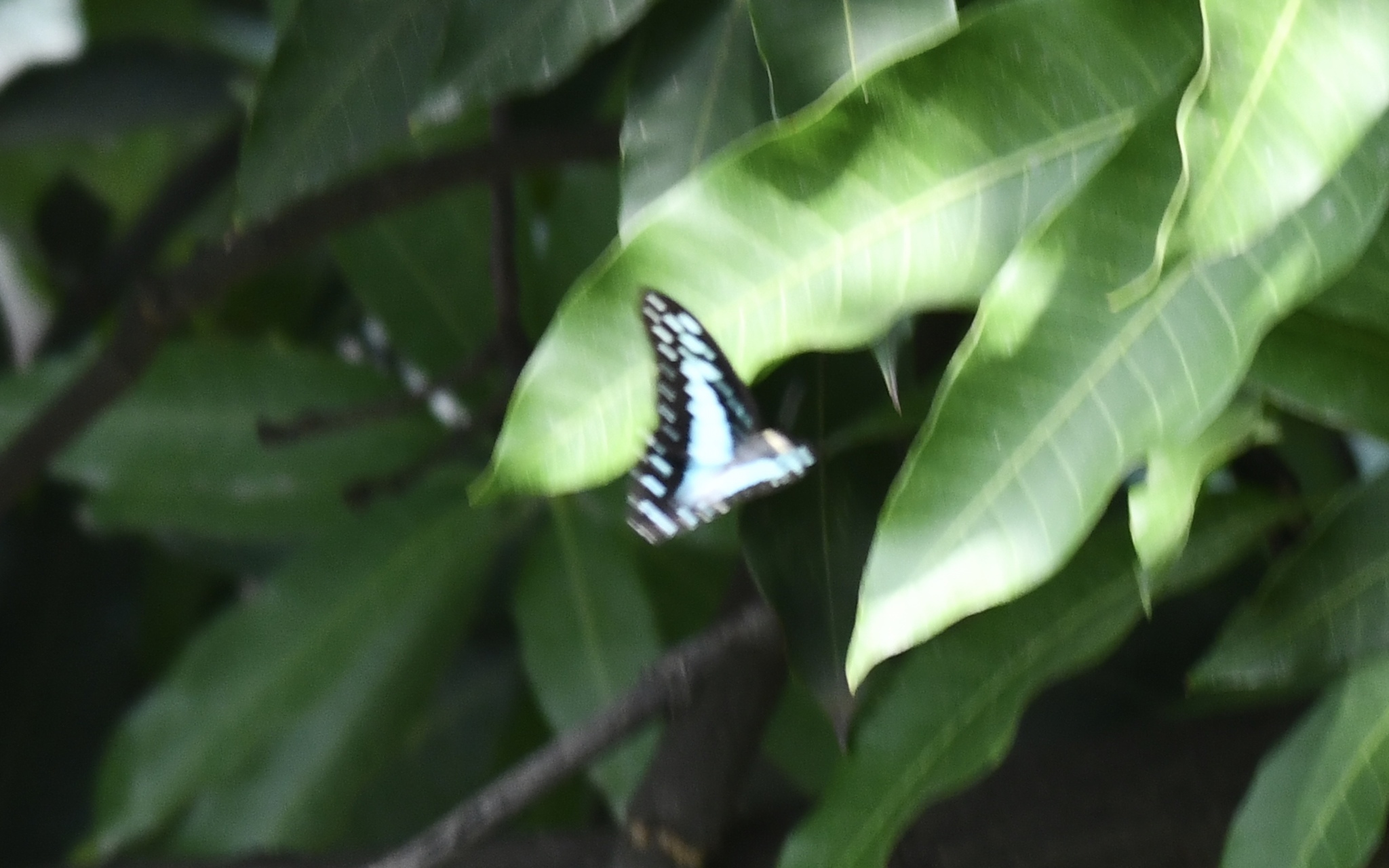 Common Jay