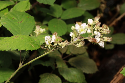 Image of Rubus cissburiensis by no rights reserved