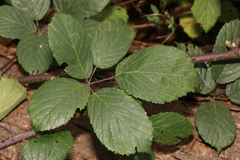 Rubus cissburiensis