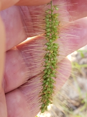 Setaria corrugata
