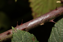 Rubus cissburiensis