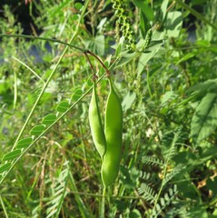 Sesbania vesicaria