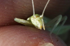 Oecanthus rileyi