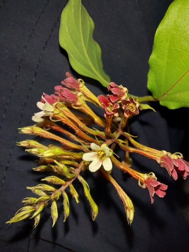Combretum densiflorum, photograph 2
