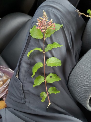 Combretum densiflorum