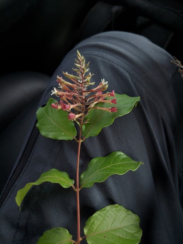 Combretum densiflorum, photograph 1