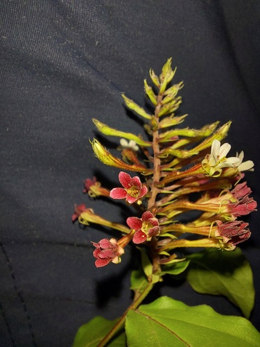 Combretum densiflorum, photograph 3