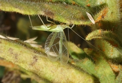 Oecanthus rileyi