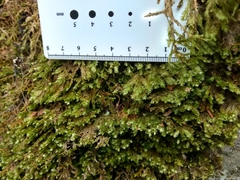 Neckera pennata image