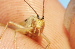 Oecanthus argentinus