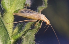 Oecanthus argentinus