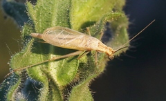 Oecanthus argentinus
