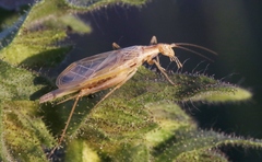 Oecanthus argentinus