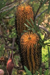 Banksia neoanglica