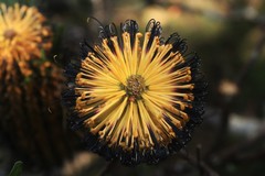 Banksia neoanglica