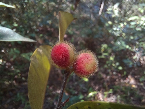Chaetocarpus africanus