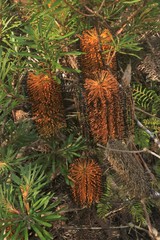 Banksia neoanglica