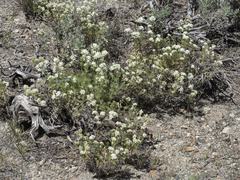 Leptosiphon nuttallii pubescens