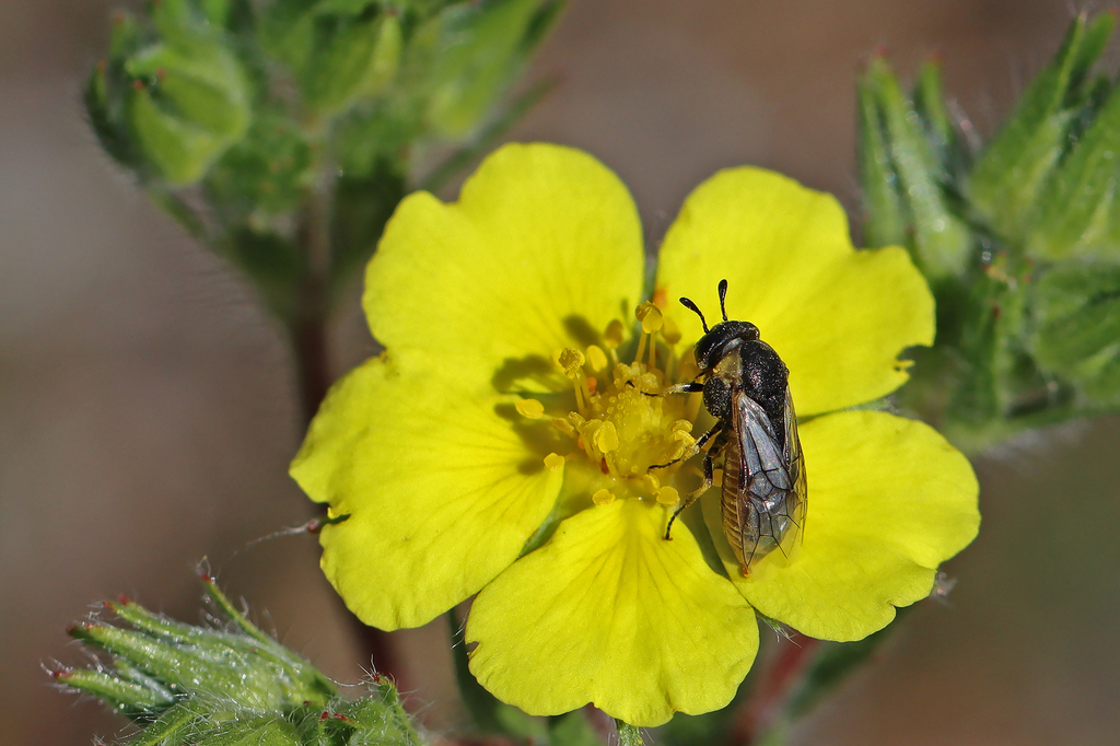 Corynis mutabilis