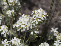 Leptosiphon nuttallii pubescens