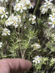 Leptosiphon nuttallii pubescens