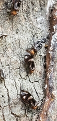 Cerastipsocus trifasciatus