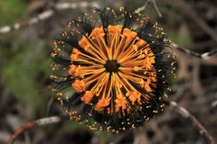 Banksia neoanglica