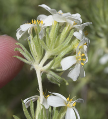 Leptosiphon nuttallii pubescens