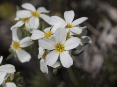 Leptosiphon nuttallii pubescens