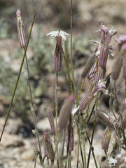 Silene bernardina