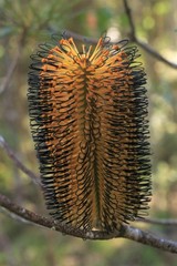 Banksia neoanglica
